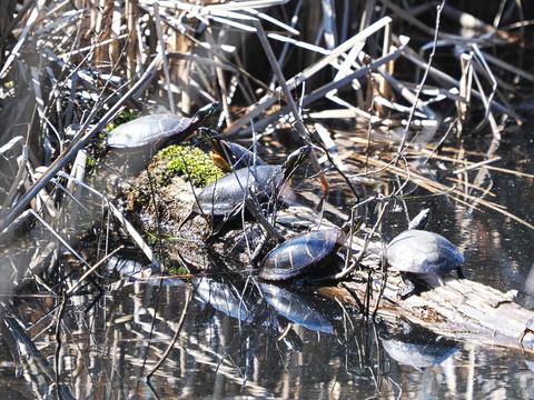 Turtles #5