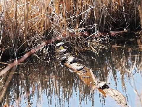 Turtles #6