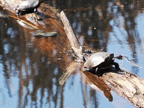 Turtle #2
