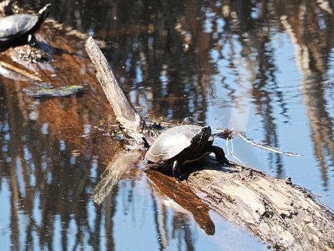 Turtle #3