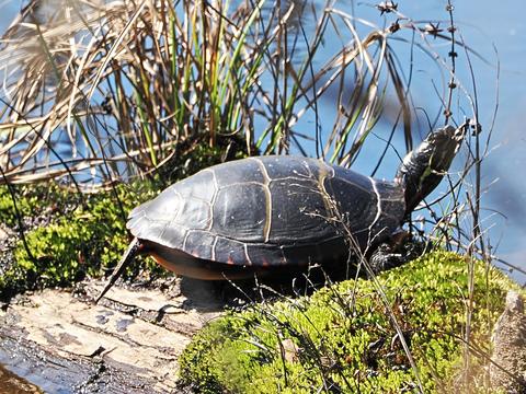 Turtle #4