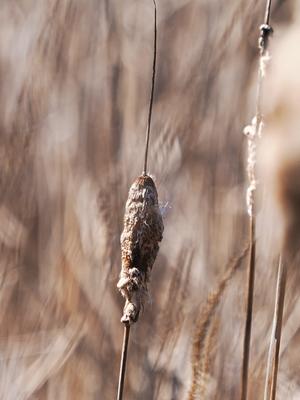 Cattail