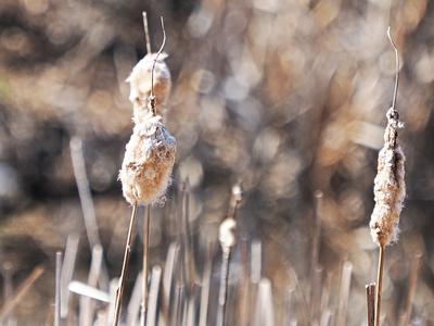 Cattails