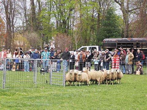 Sheep