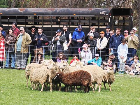 Sheep #2