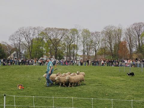 Herding sheep #2