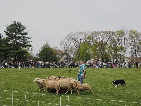 Herding sheep #3