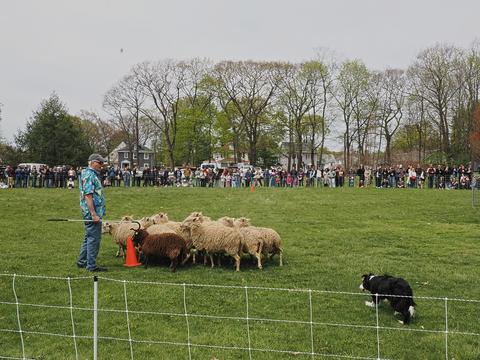 Herding sheep #4