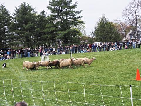 Herding sheep #8