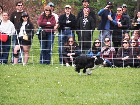 Run dog, run #2