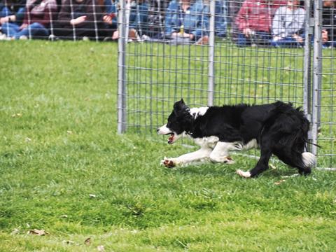 Run dog, run #3