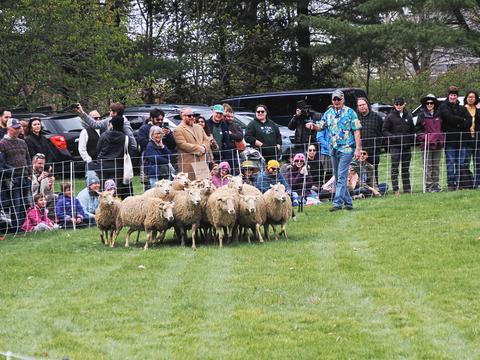 Sheep #4