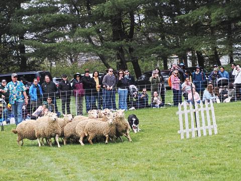Herding sheep #9