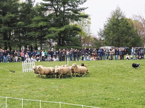 Herding sheep #12