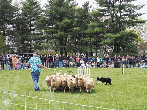 Herding sheep #13
