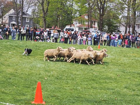 Herding sheep #14