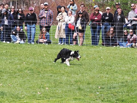 Sheepdog #3