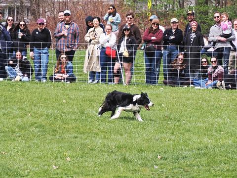 Sheepdog #4