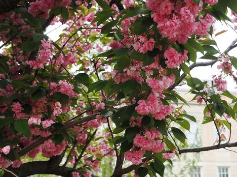 Cherry blossoms
