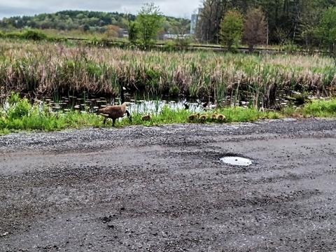 Geese and goslings #2
