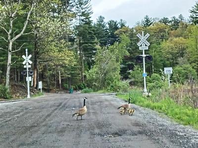 Geese and goslings #3
