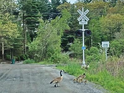 Geese and goslings #4
