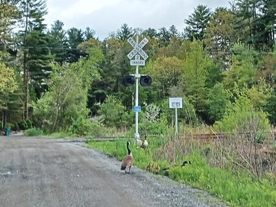 Geese and goslings #5