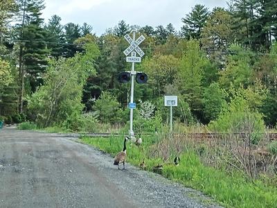 Geese and goslings #6