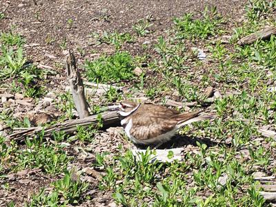 Nesting bird at the New Hampshire renaissance faire