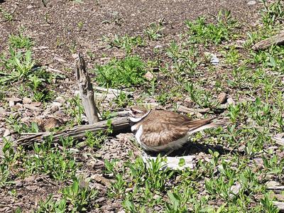 Nesting bird at the New Hampshire renaissance faire #2
