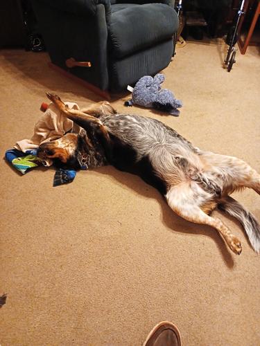 Sawyer #5