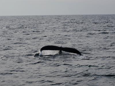Whale tail