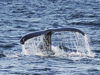 Whale tail #2