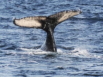 Whale tail #3