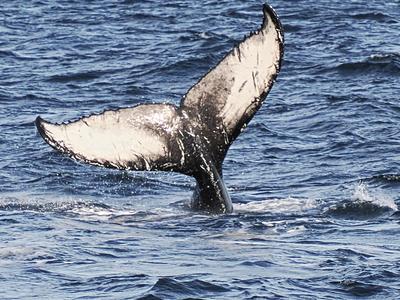 Whale tail #4