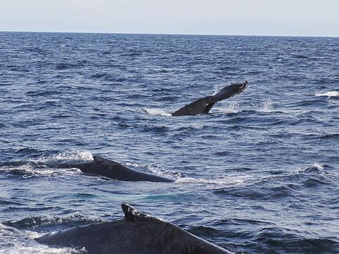 Whales