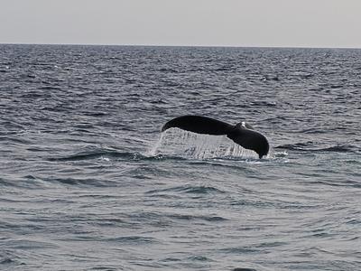 Whale tail #5