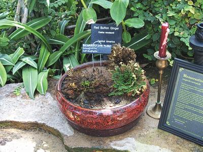 Resurrection plant