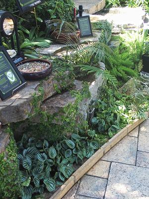 Living stones (plant that looks like pebbles) #2