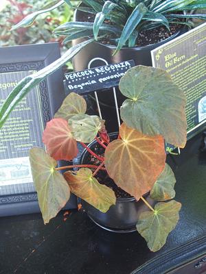 Peacock begonia