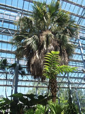 Fan palm