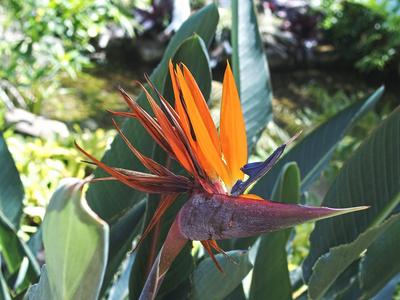 Bird of Paradise