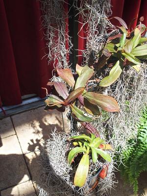 Pitcher plant #2