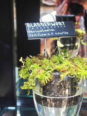 Bladderwort