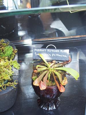 Parrot pitcher plant