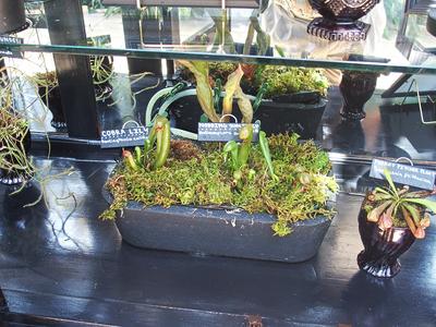 Cobra lily and Nodding sun pitcher
