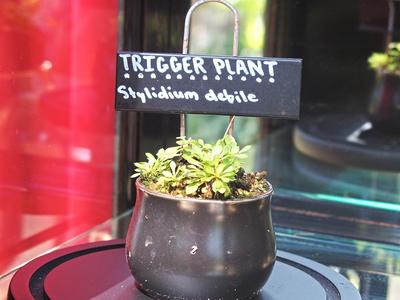 Trigger plant