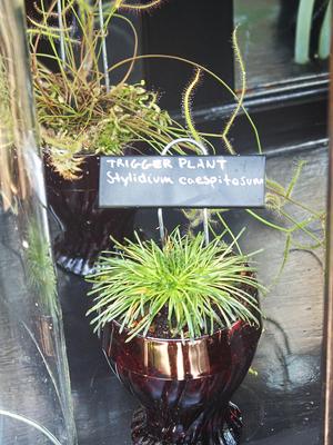 Trigger plant #2