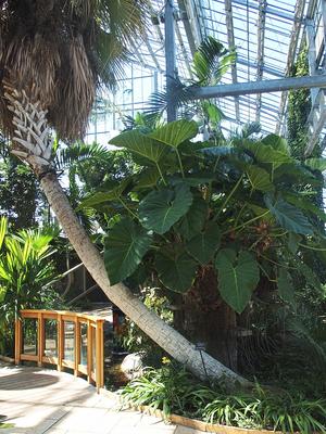 Greenhouse vegetation #2