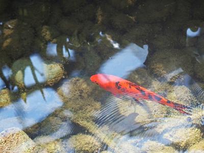 Koi